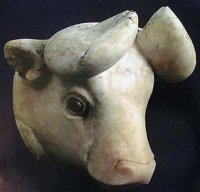 Calf head
